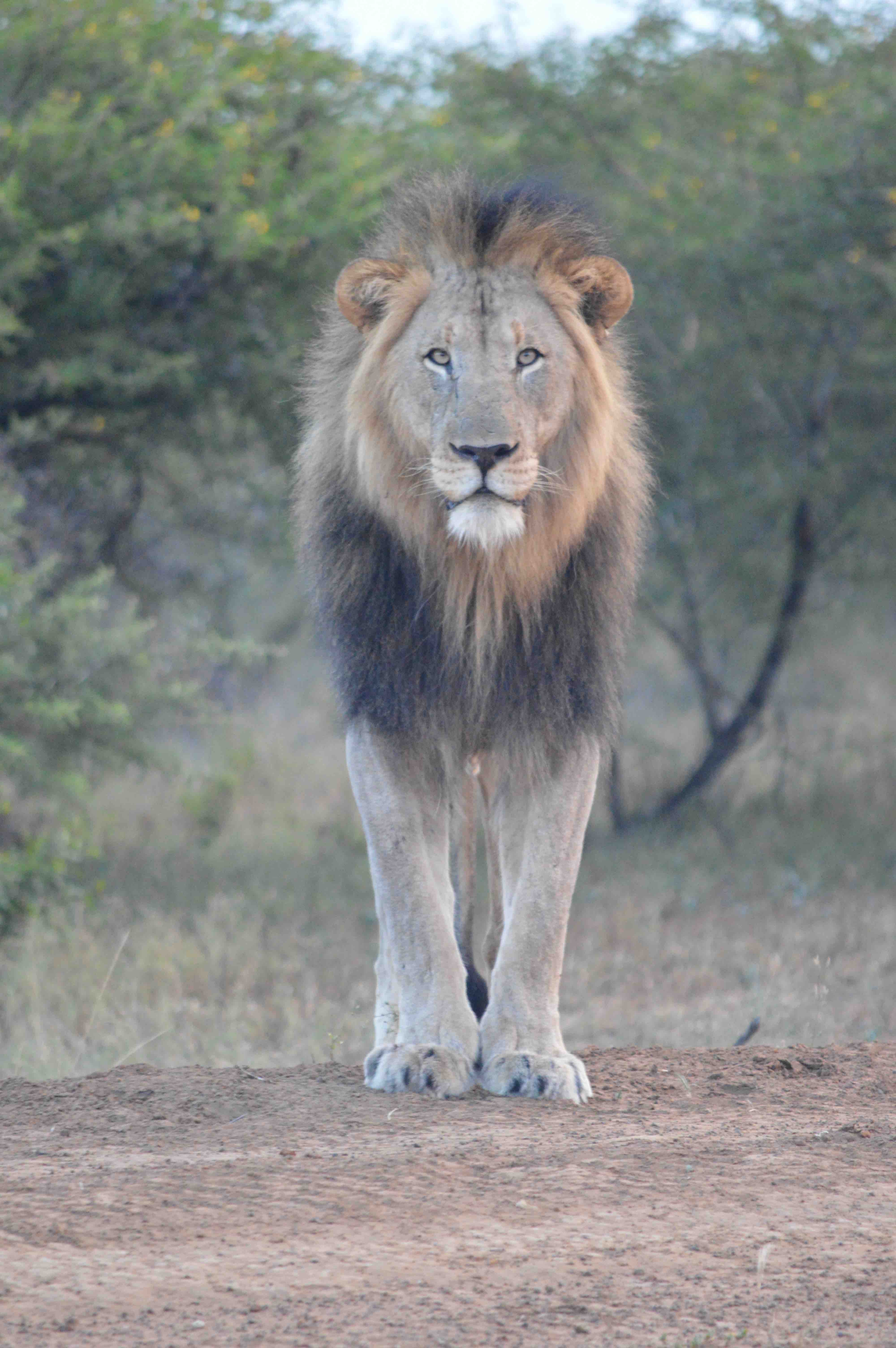 Welcome Lion